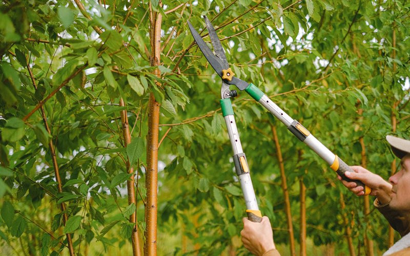 Tree trimming in Knob Lick, KY